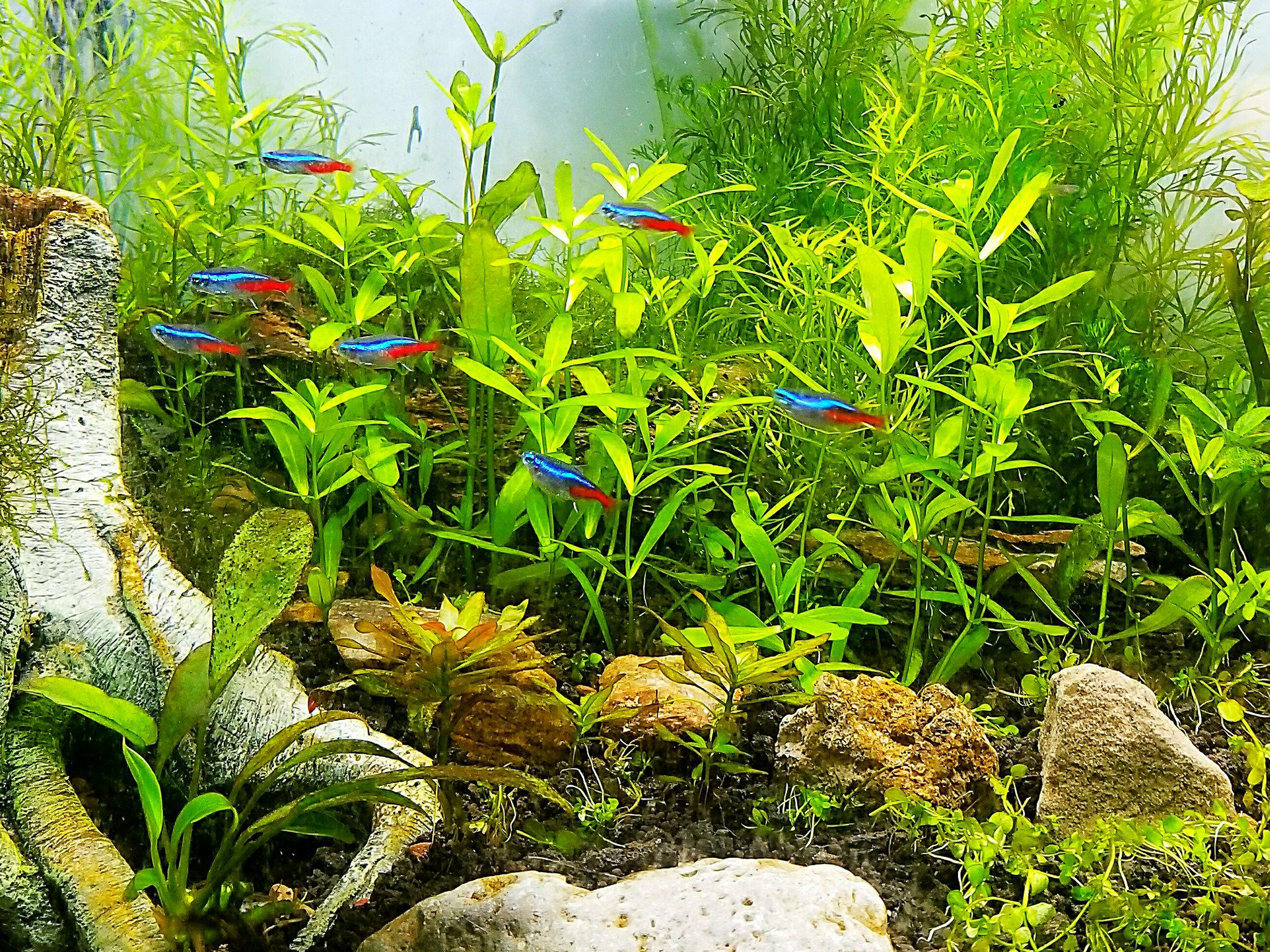 Neon tetras in a planted freshwater aquarium